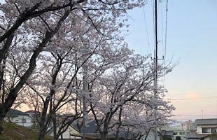 令和、桜花サヨーナラ、また来年も頼むよ