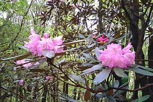 『脊振の自然に魅せられて』「花をめぐる山歩きで素敵な親子に遭遇」（前）