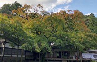 樹齢400年の大楓、色づき始める～糸島市