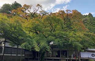 樹齢400年の大楓、色づき始める～糸島市