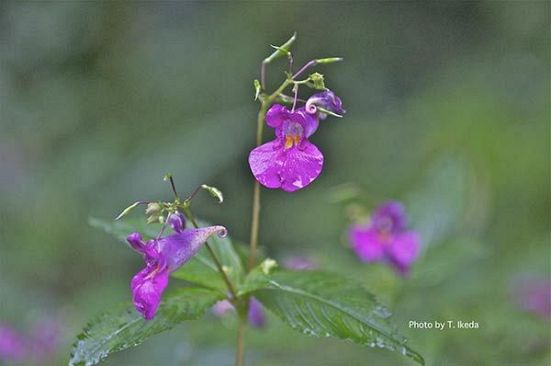 『脊振の自然に魅せられて』「秋の花　ツリフネソウ」釣船草　ツリフネソウ科