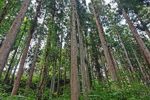 花粉症対策の糸口に！？　無花粉スギの生産事業化へ住友林業が東京都と協定