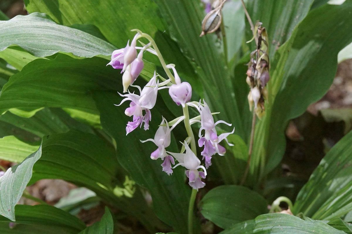 夏に咲く花（2）　ナツエビネ