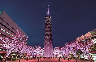 一足お先に桜が満開～福岡タワーの「さくらイルミ」が16日から点灯