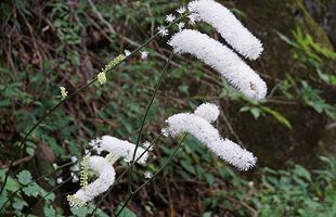 『脊振の自然に魅せられて』「サラシナショウマ」晒菜升麻　キンポウゲ科