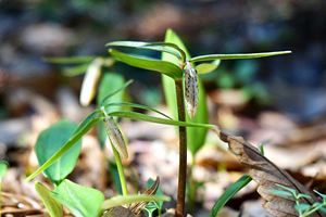 『脊振の自然に魅せられて』「春の兆しを求めて」（前）