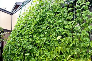【我が自慢の庭園（3）】屋根まで届くゴーヤの夏