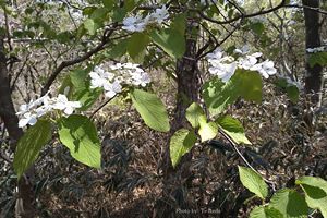 「脊振の自然に魅せられて」純白が美しいムシカリの花