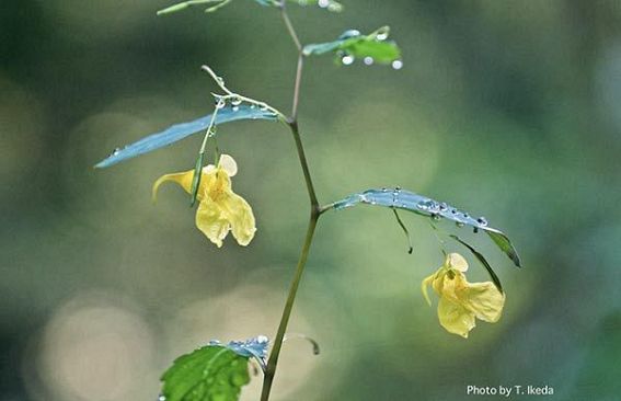 『脊振の自然に魅せられて』「秋の花　キツリフネ」黄釣船　ツリフネソウ科