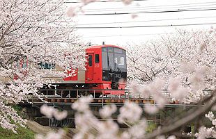 糸島市推薦、糸島のお花見スポット