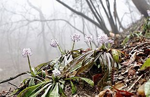 『脊振の自然に魅せられて』ショウジョウバカマと感動の出会い