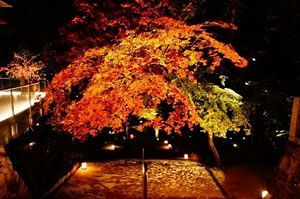 竈門神社で紅葉のライトアップ、広がる幻想的な光景