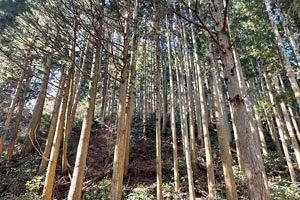 木材自給率は上昇も、依然課題が山積する木材関連業界