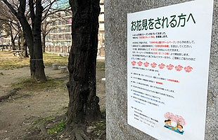 天神中央公園の花見、有料区画を設定