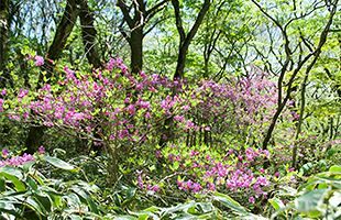 『脊振の自然に魅せられて』「すばらしい新緑の脊振とミツバツツジ」