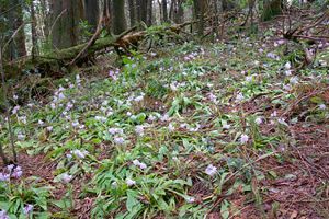 『脊振の自然に魅せられて』「ショウジョウバカマと落とし物」（前）