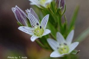 『脊振の自然に魅せられて』「秋の花　センブリと感動の初対面」