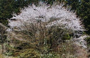 『脊振の自然に魅せられて』「山桜に恋して」