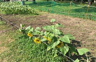 大濠花火大会の裏で、踏みにじられたひまわり