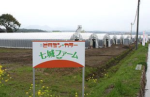 夏場でもホウレン草を安定供給へ。ビタミン・カラーが作る日本の農業の新しいカタチ