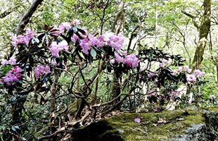 「脊振の自然に魅せられて」　『ツクシシャクナゲ』筑紫石楠花　ツツジ科