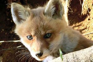 クマ問題を考える（中）なぜこうなったのか