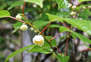 『脊振の自然に魅せられて』「マタタビ」木天蓼　マタタビ科