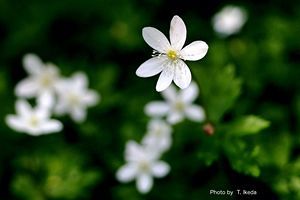 【脊振の自然に魅せられて】春の花が咲く山道へ（後）