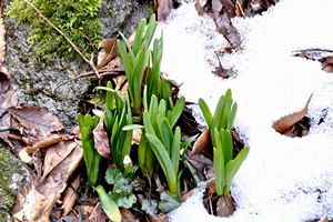 『脊振の自然に魅せられて』今年の初登山（前）