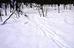 『脊振の自然に魅せられて』雪原に動物の足跡を見る