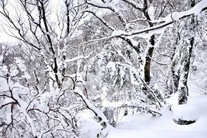 『脊振の自然に魅せられて』「大雪の脊振を楽しむ」