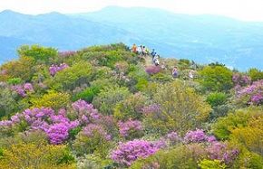 脊振の自然に魅せられて 『ミツバツツジ』｜NetIB-News